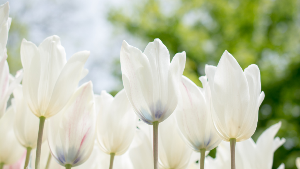 Las flores y sus significados en los funerales