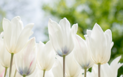 Las flores y sus significados en los funerales
